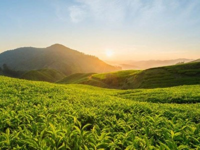 茶葉RFID溯源技術